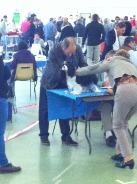 Iris flower De Mayobé - 3 ème excellent