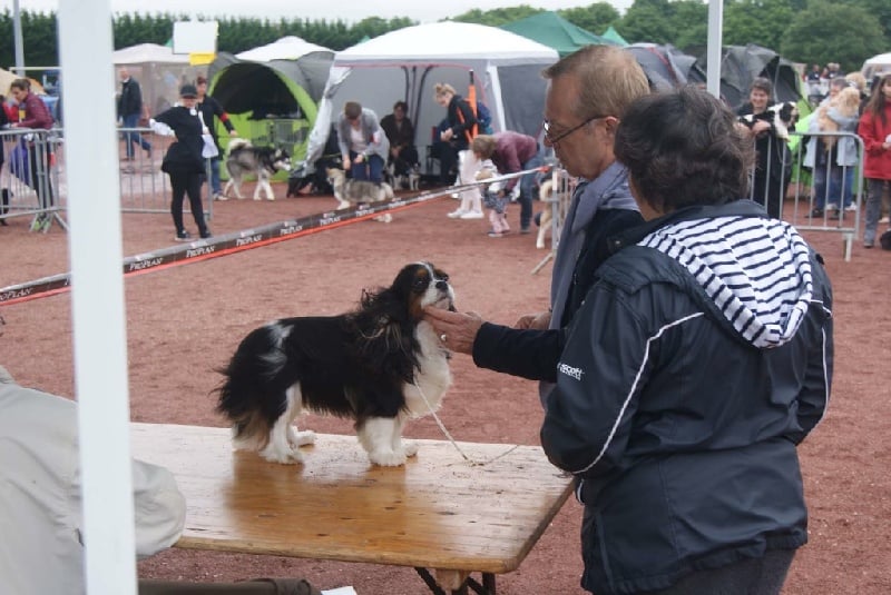 Iris flower De Mayobé - 1er Excellent+ RCACS