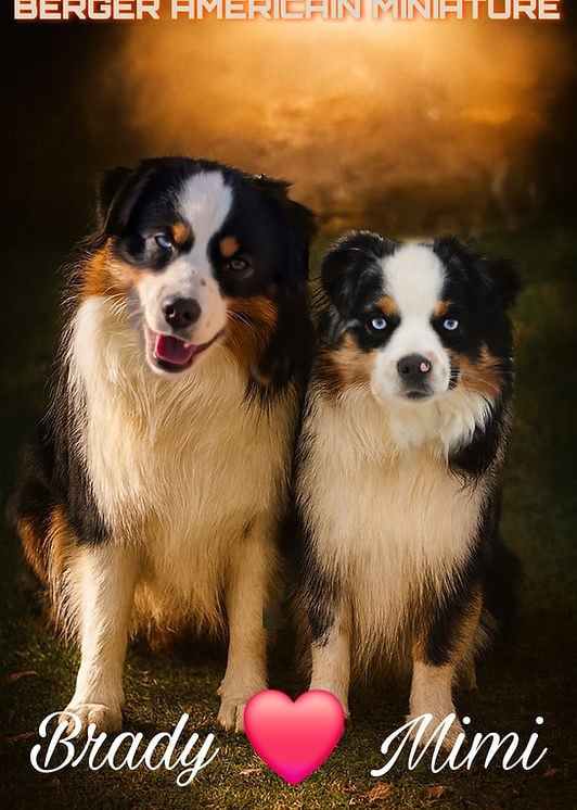 Berger Américain Miniature  - Of Sparkling River