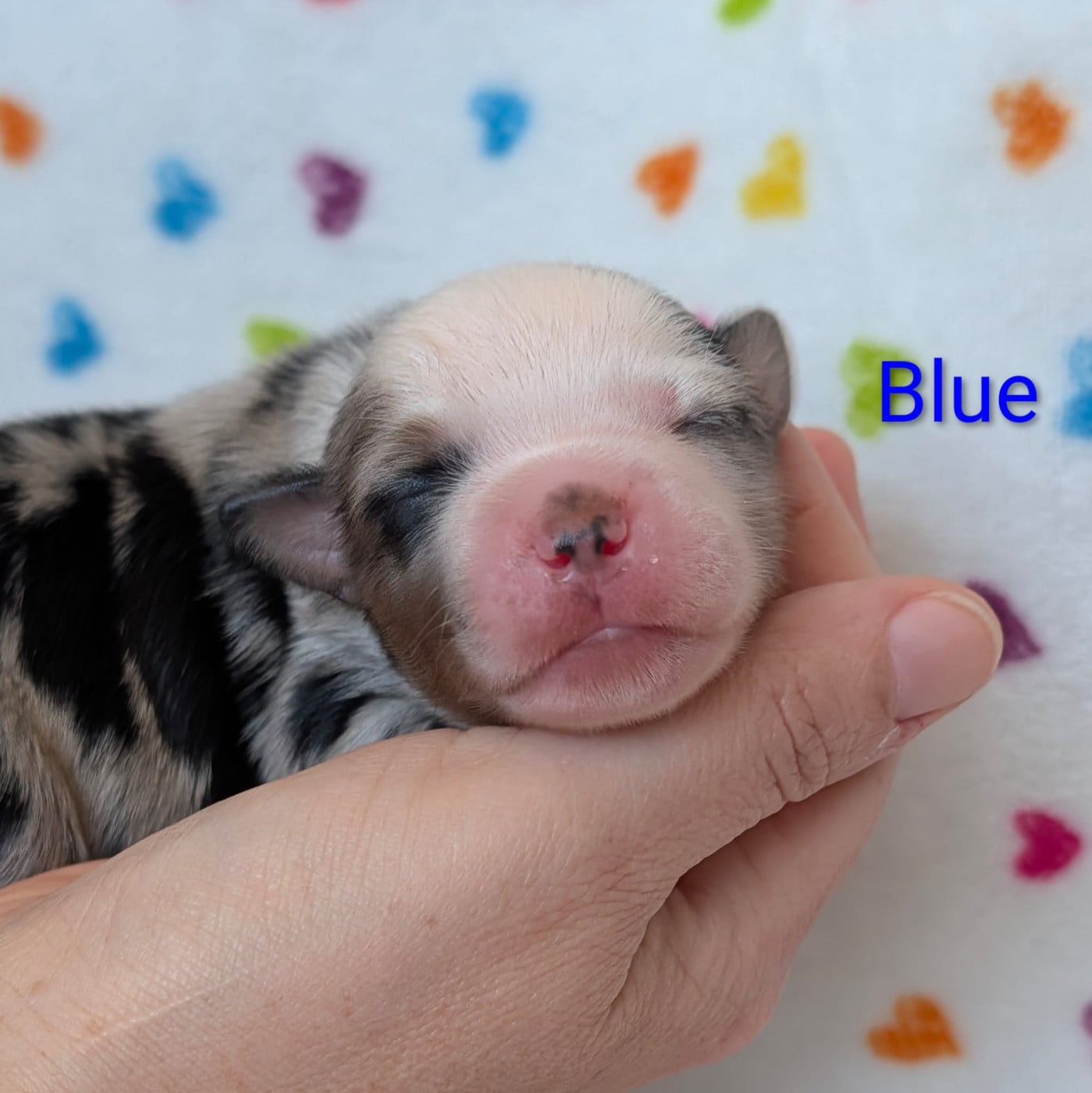 Blue - Berger Américain Miniature 