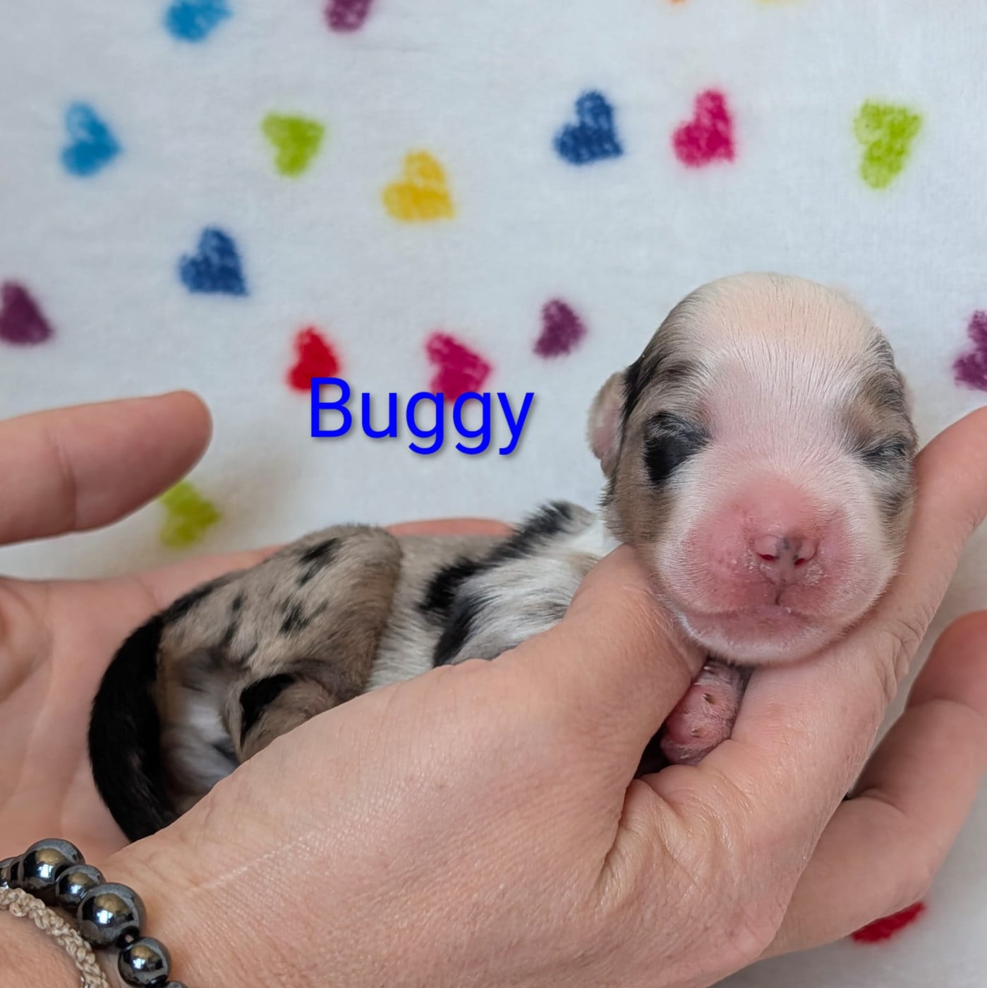 Buggy - Berger Américain Miniature 