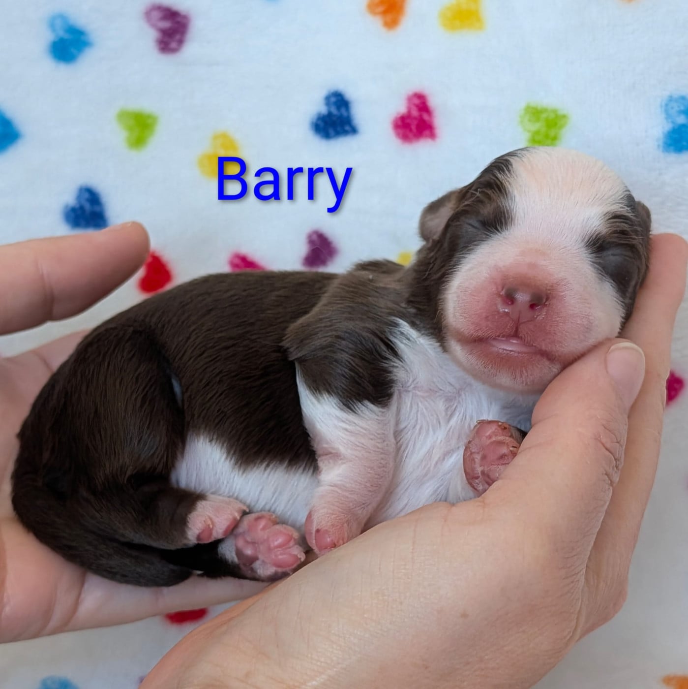 Barry - Berger Américain Miniature 