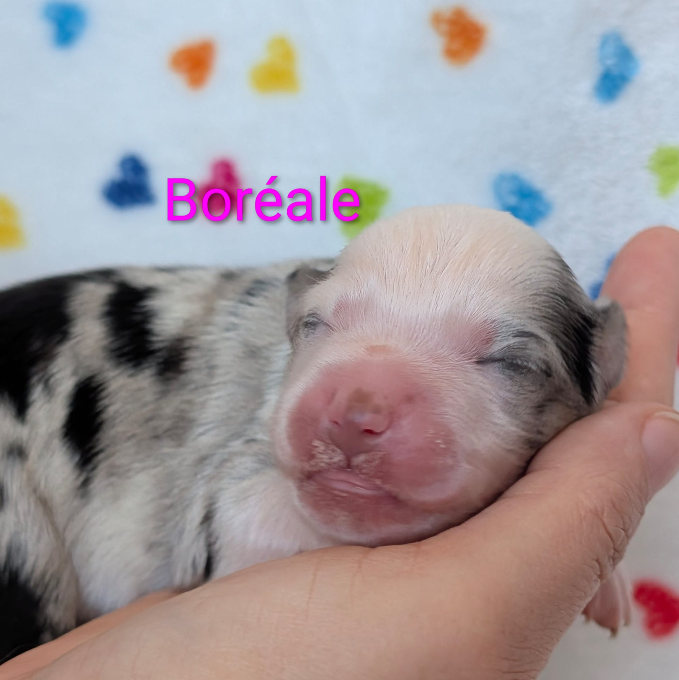 Boréale - Berger Américain Miniature 