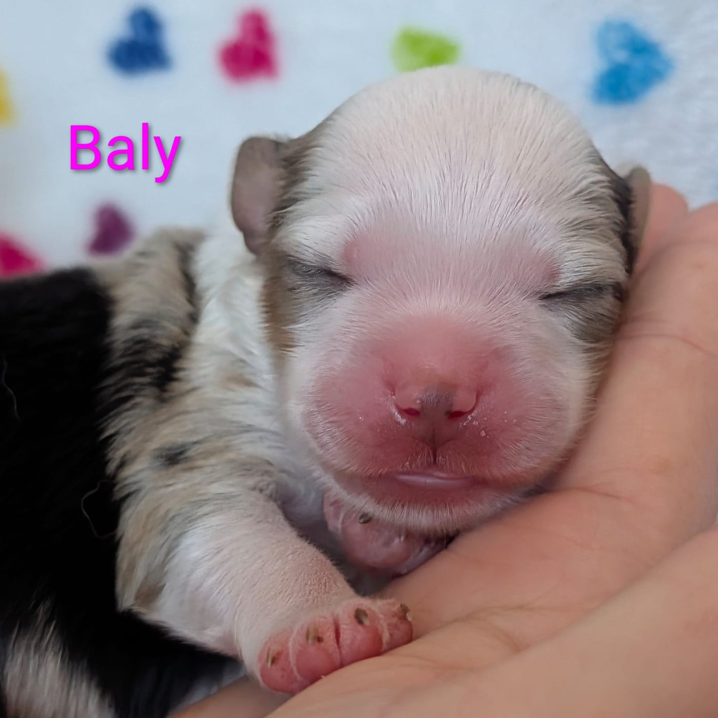 Baly - Berger Américain Miniature 