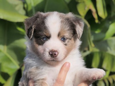Les chiots de Berger Américain Miniature 