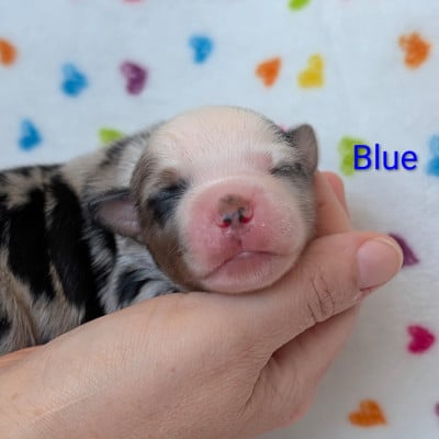 Les chiots de Berger Américain Miniature 