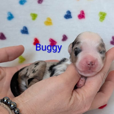 Les chiots de Berger Américain Miniature 