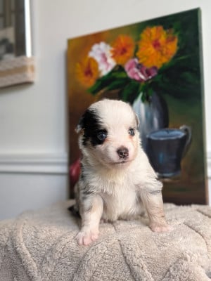 Les chiots de Berger Américain Miniature 