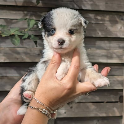 Les chiots de Berger Américain Miniature 