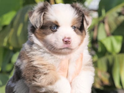 Les chiots de Berger Américain Miniature 