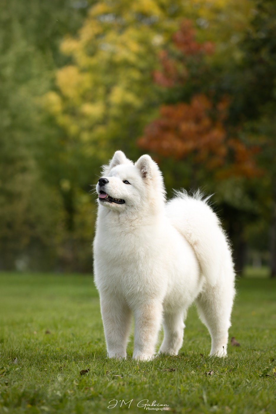 Prince of stars pagabo