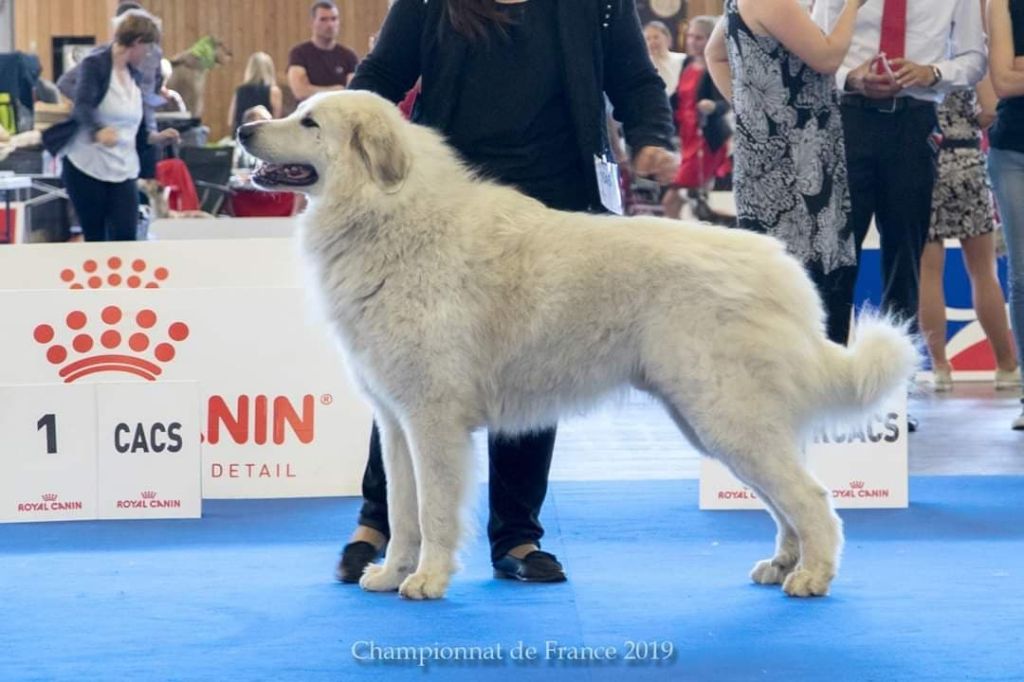 Chien Elevage Du Massif De Lesterel Eleveur De Chiens