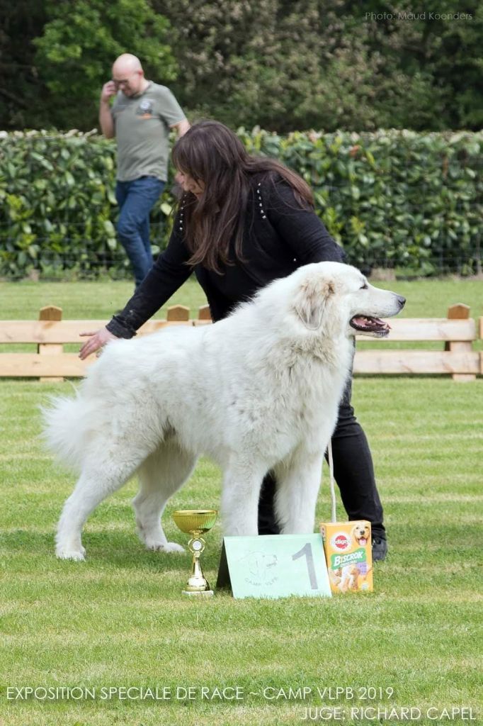 Chien Elevage Du Massif De Lesterel Eleveur De Chiens