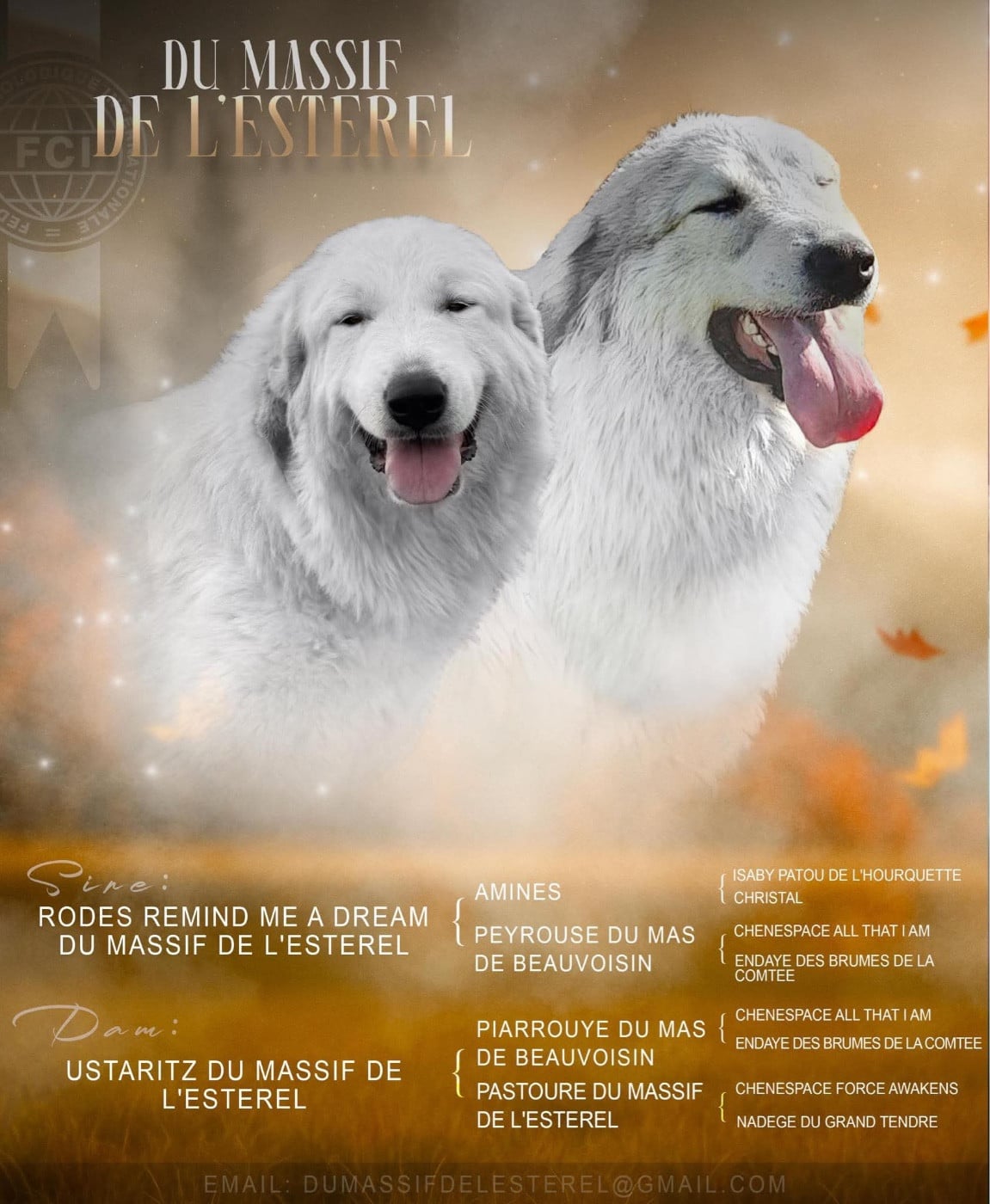 Male 1 - Chien de Montagne des Pyrenees