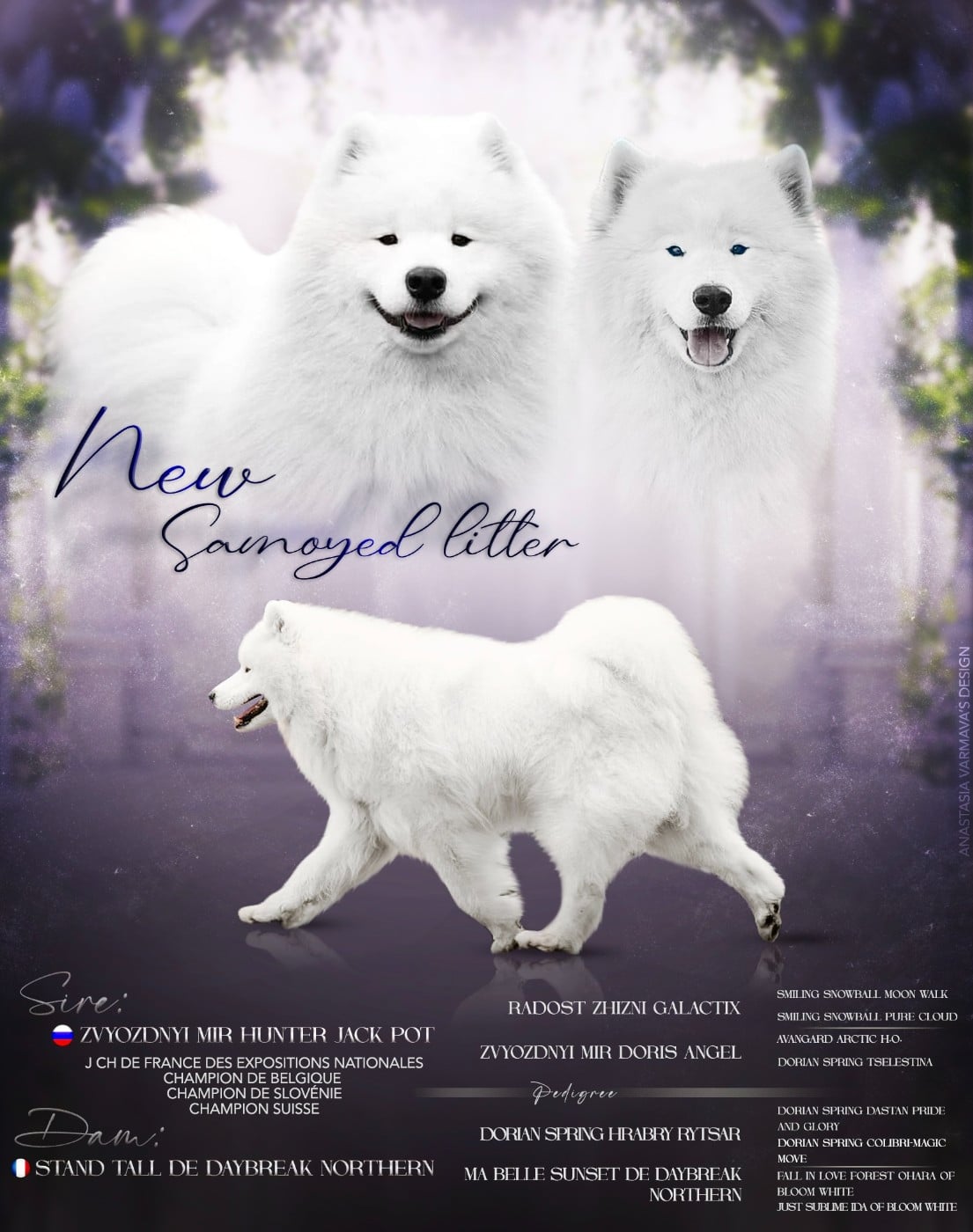 Chiot N°3 - Samoyède