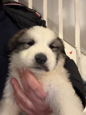 Les chiots de Chien de Montagne des Pyrenees