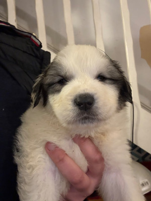 Les chiots de Chien de Montagne des Pyrenees