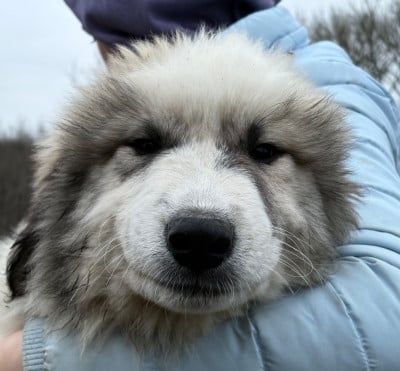 Les chiots de Chien de Montagne des Pyrenees