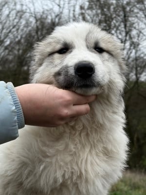 Les chiots de Chien de Montagne des Pyrenees