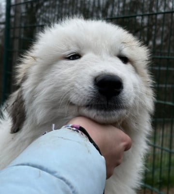 Les chiots de Chien de Montagne des Pyrenees
