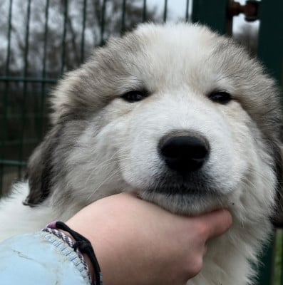 Les chiots de Chien de Montagne des Pyrenees