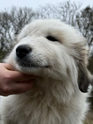 Les chiots de Chien de Montagne des Pyrenees