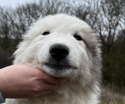 Les chiots de Chien de Montagne des Pyrenees