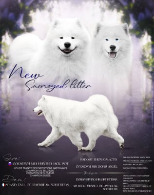 Les chiots de Samoyède