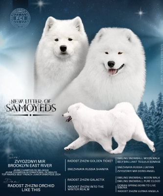 Les chiots de Samoyède