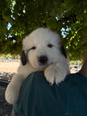 Les chiots de Chien de Montagne des Pyrenees
