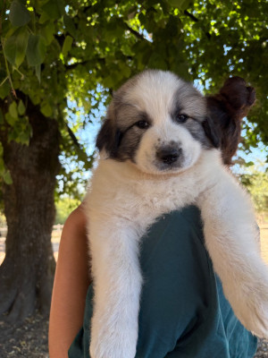 Les chiots de Chien de Montagne des Pyrenees