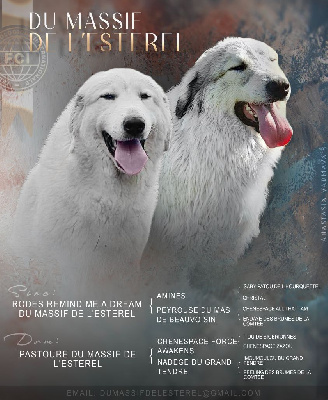 Les chiots de Chien de Montagne des Pyrenees