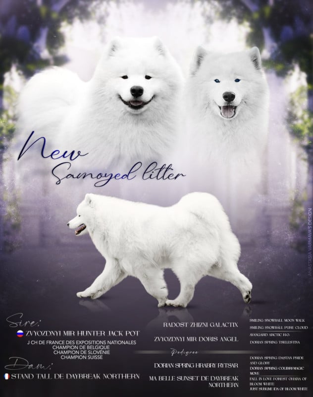 Samoyède - Du Massif De l'Esterel