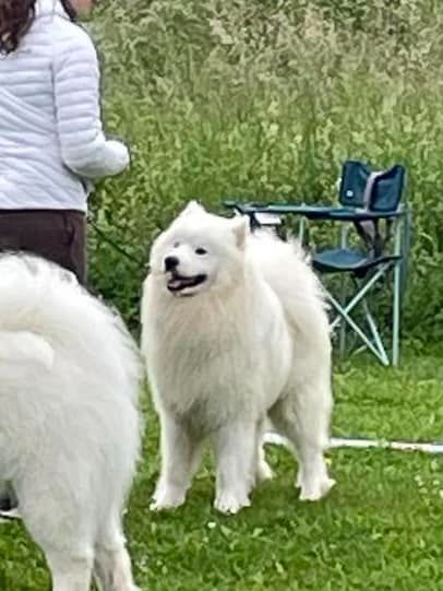 CH. zvyozdnyi mir Brooklyn east river - 1 EXCELLENT CACS-J MEILLEUR DE RACE JEUNE / BOB MEILLEUR DE RACE