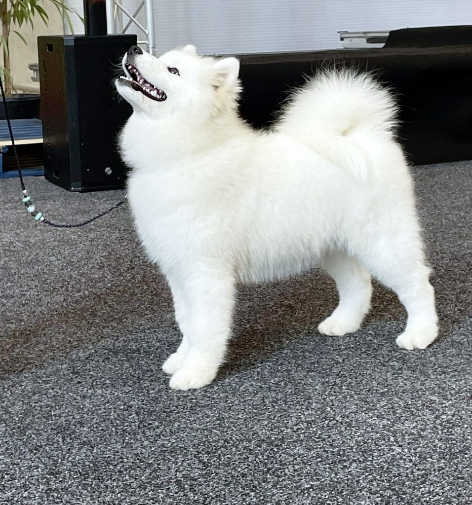 Poker face de la casa de la nieve - 1 TRÈS PROMETTEUR - BOB BABY