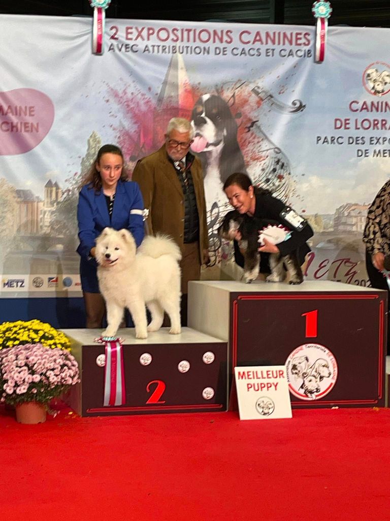 Poker face de la casa de la nieve - RÉSERVE BEST IN SHOW PUPPY