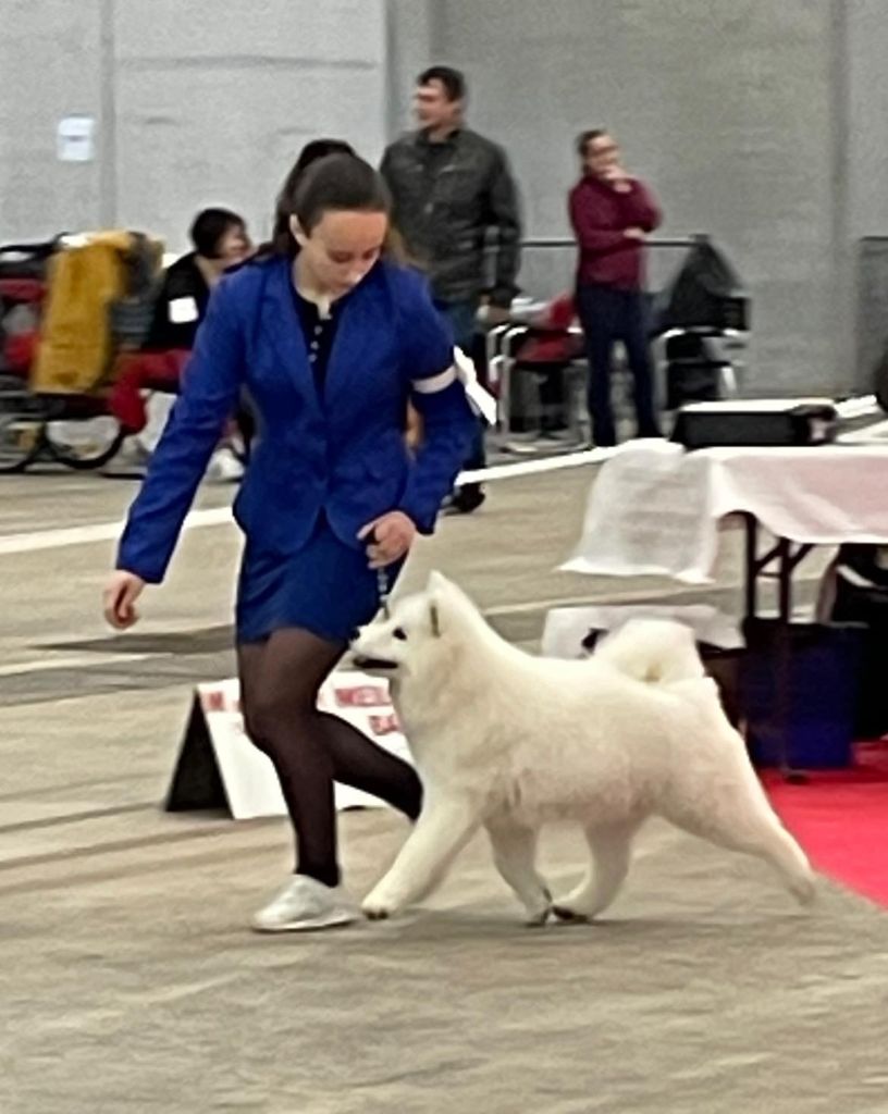 Poker face de la casa de la nieve - 1 Très Prometteur / BOB PUPPY