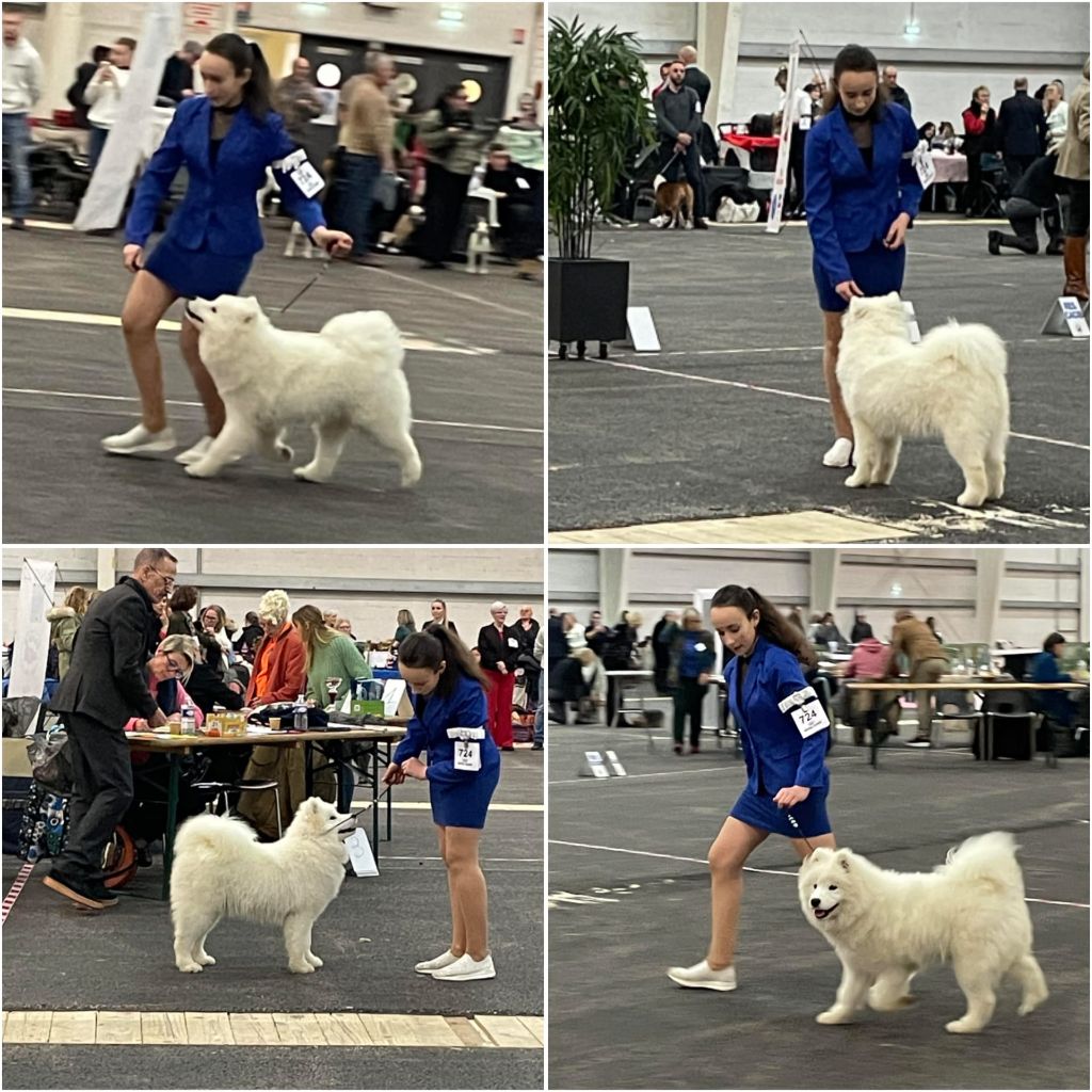 Poker face de la casa de la nieve - 1 TRÈS PROMETTEUR / 3 - BOB PUPPY