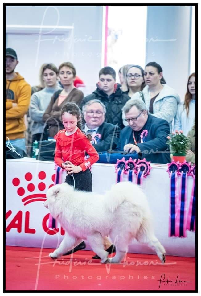 gold charm Rose victory - 1 TRES PROMETTEUR - BOB PUPPY