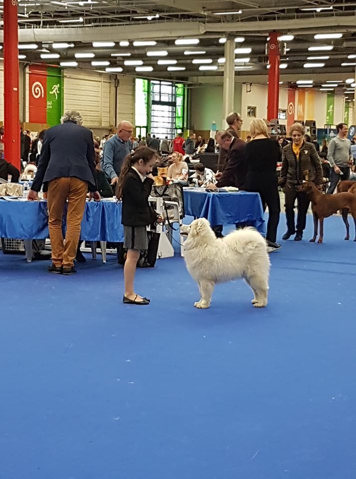 gold charm Rose victory - 1 TRES PROMETTEUR - BOS PUPPY