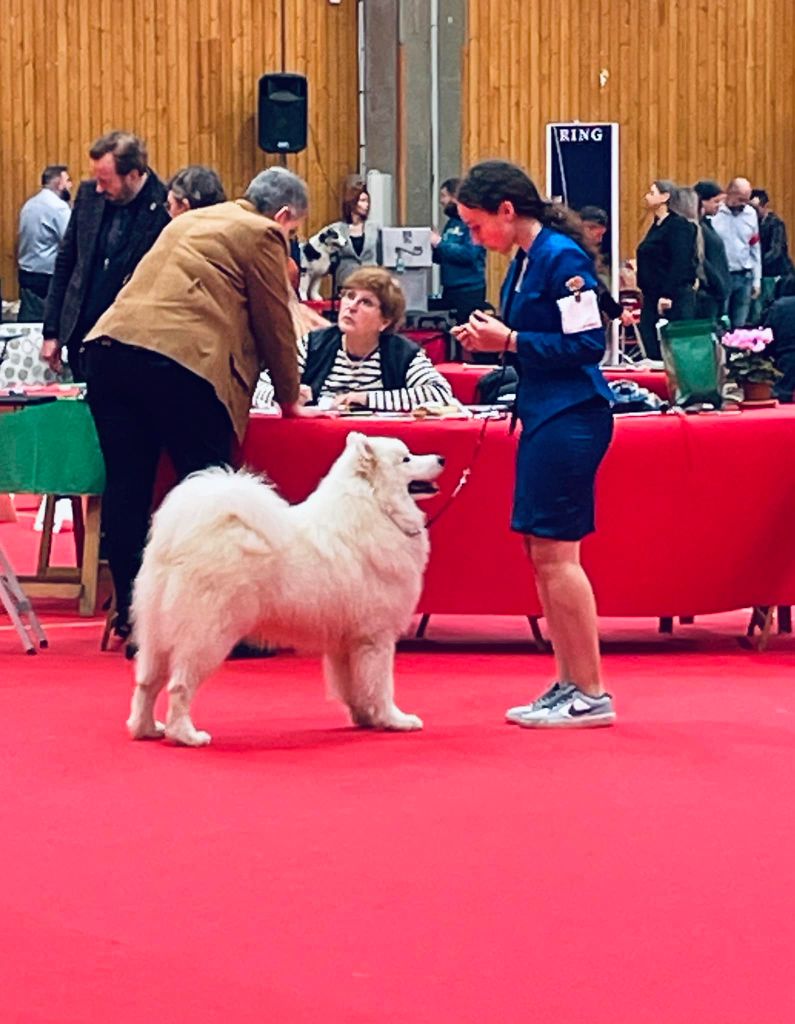 CH. zvyozdnyi mir Brooklyn east river - 1 EXCELLENT - CACIB-J - BOB-J MEILLEUR DE RACE JEUNE