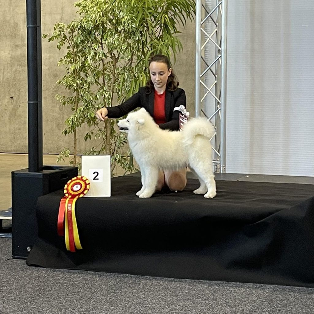 Poker face de la casa de la nieve - RESERVE BEST IN SHOW