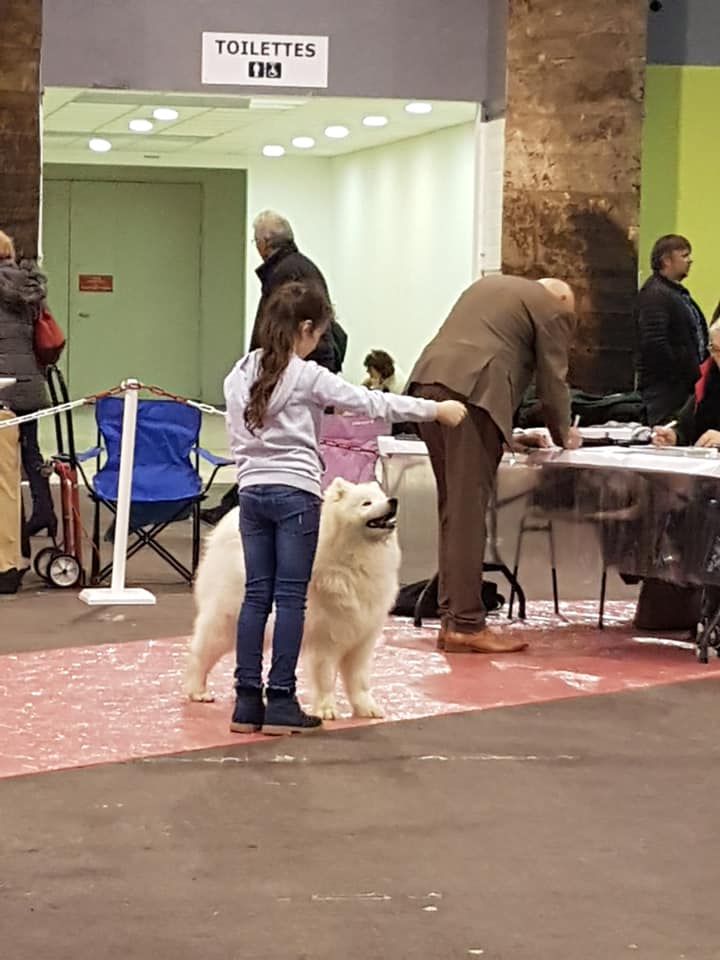 gold charm Rose victory - 1 TRES PROMETTEUR - BOB PUPPY