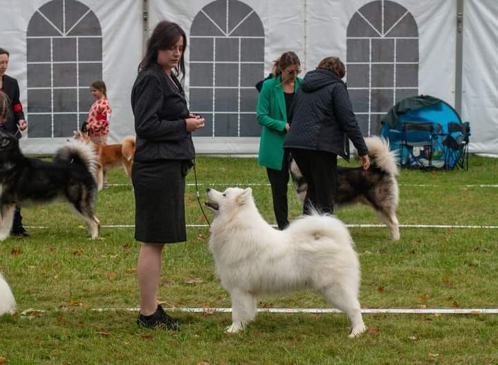CH. zvyozdnyi mir Brooklyn east river - 1 EXCELLENT / 3 - JCACIB - BOB-J MEILLEUR JEUNE