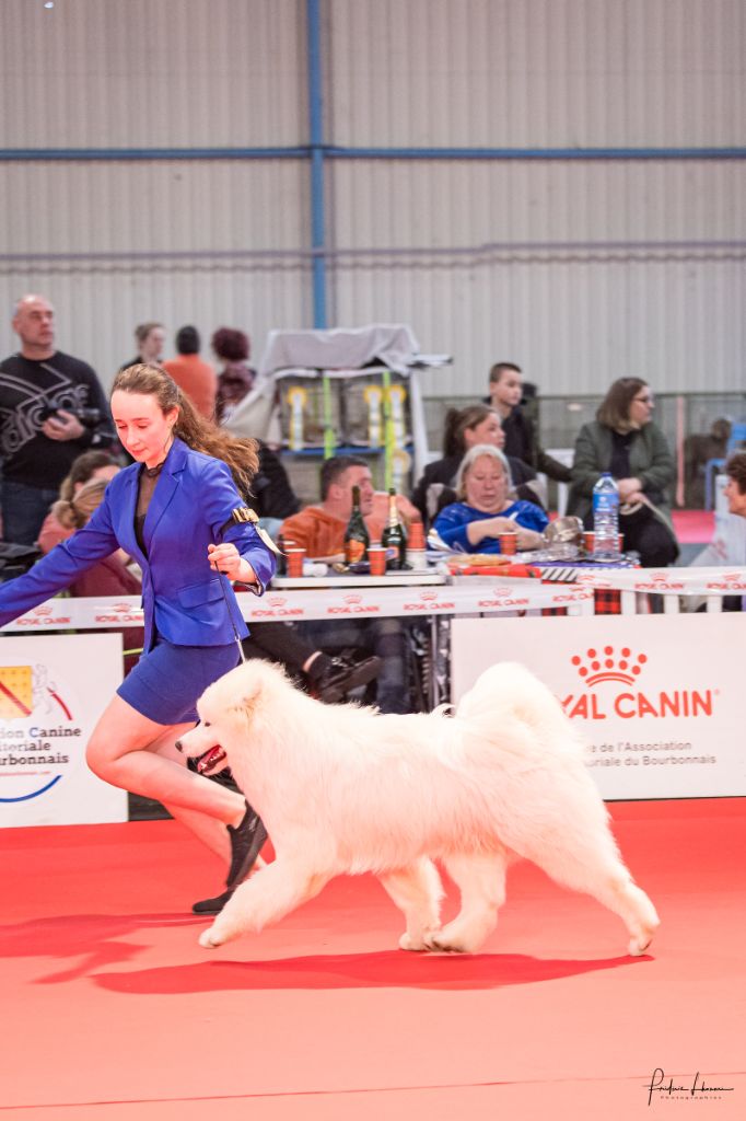 CH. zvyozdnyi mir Brooklyn east river - 1 EXCELLENT - J-CACIB - BOB MEILLEUR DE RACE JEUNE