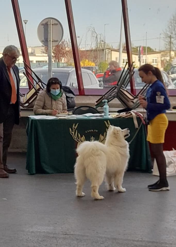 gold charm Rose victory - 1 EXCELLENT - CACS- BOS MEILLEURE DE RACE DE SEXE OPPOSÉ