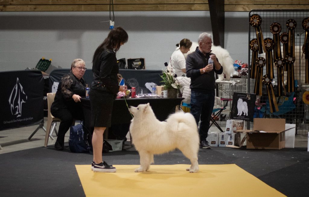 CH. zvyozdnyi mir Brooklyn east river - 2 EME EXCELLENT / 6