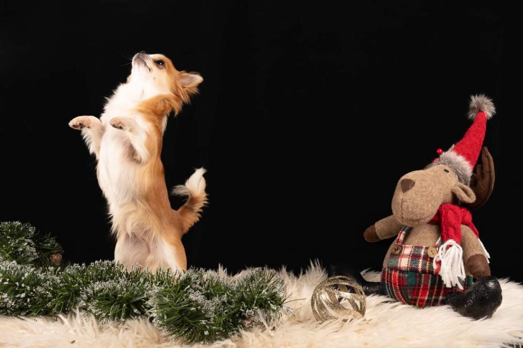 Utmost smile Ladi Lafé