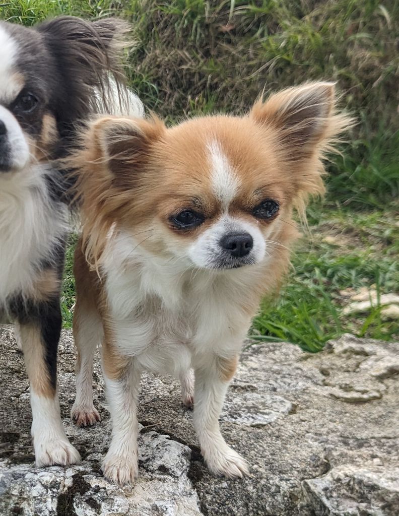 Utmost smile Ladi Lafé