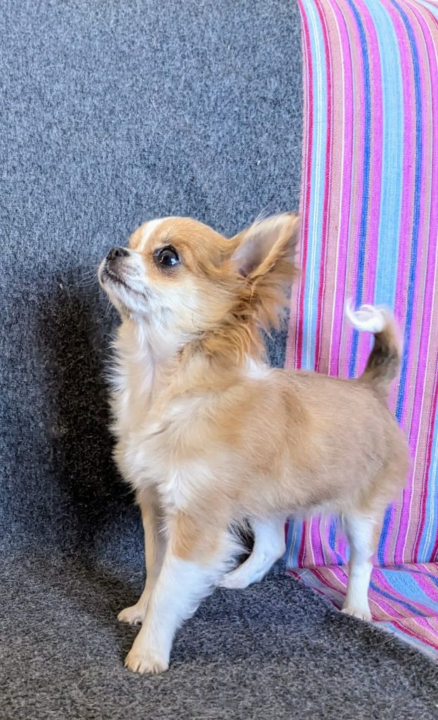 Utmost smile Ladi Lafé